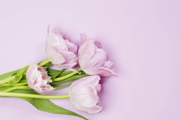 istock light lilac  tulips on the light lilac background. Flat lay, top view. 1193176635
