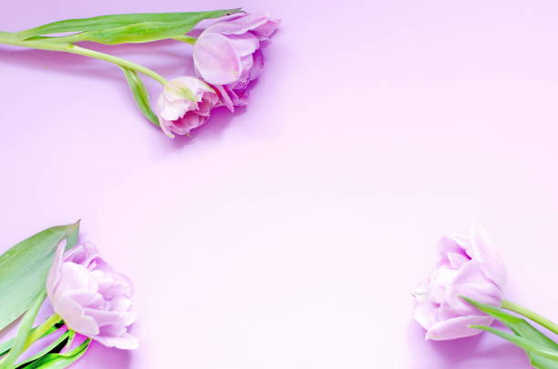 istock light lilac  tulips on the light lilac background. Flat lay, top view. 1193176643