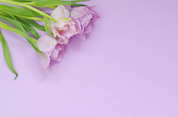 istock light lilac  tulips on the light lilac background. Flat lay, top view. 1193176647
