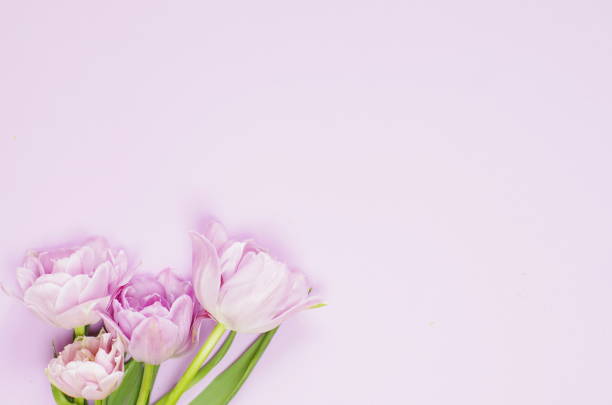 istock light lilac  tulips on the light lilac background. Flat lay, top view. 1193176650