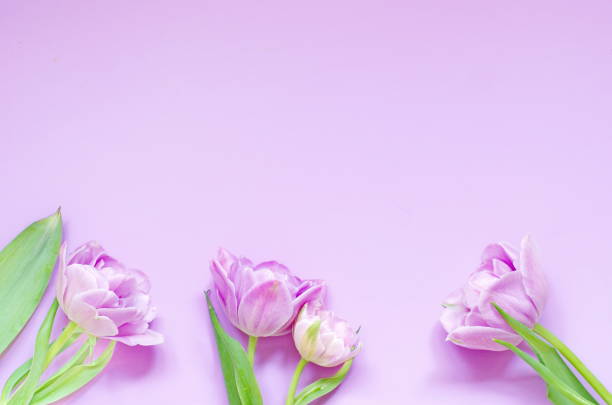 istock light lilac  tulips on the light lilac background. Flat lay, top view. 1193176674