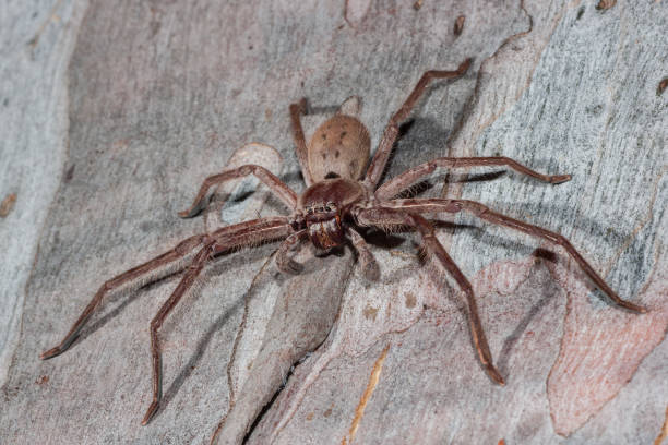 Huntsman spider stock photo