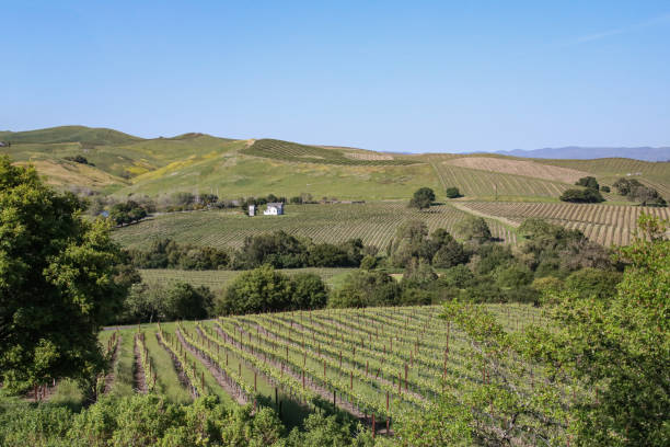 bodega del valle de napa viñedo con granja blanca - california napa valley vineyard farmhouse fotografías e imágenes de stock