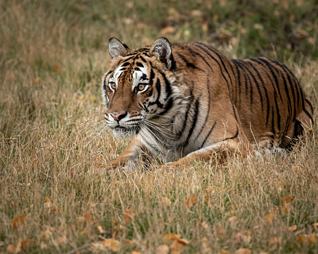 Tiger playing and posing in Autumn colors in Montana USA
