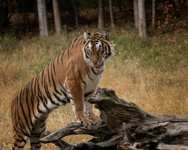 istock Tiger named Hershey at Triple D Game Farm Kalispell Montana 1193186013