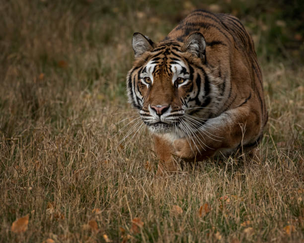 istock Tiger named Hershey at Triple D Game Farm Kalispell Montana 1193186041