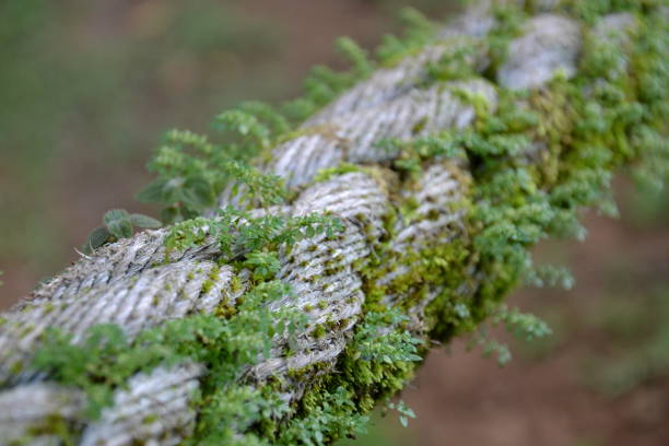 Corcovado, Costa Rica, August 13, 2012: Marine rope with vegetation