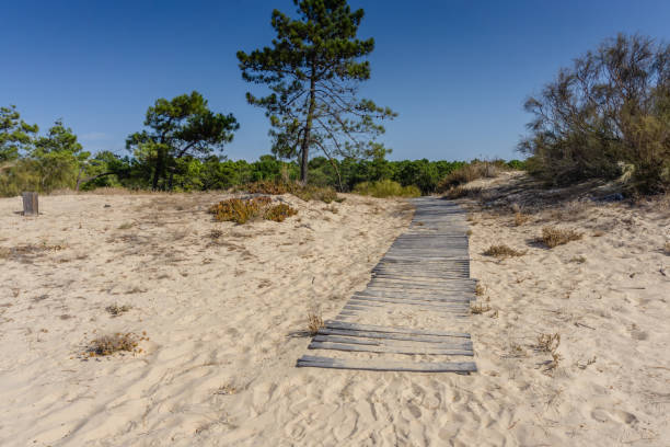istock Wooden boardwalk path leading from beach to forest. 1193186254