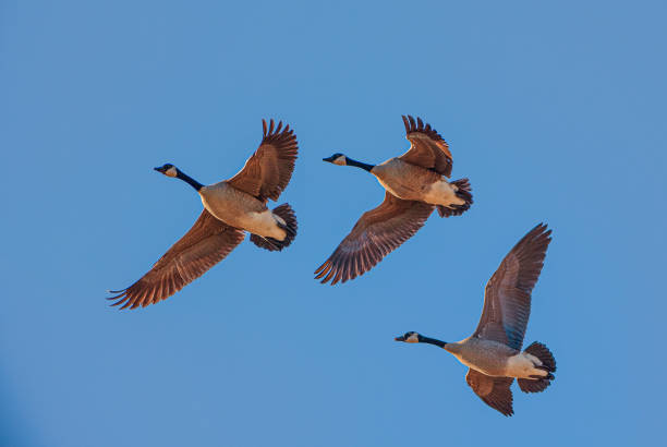 istock Canadian Goose Flying 1193188745