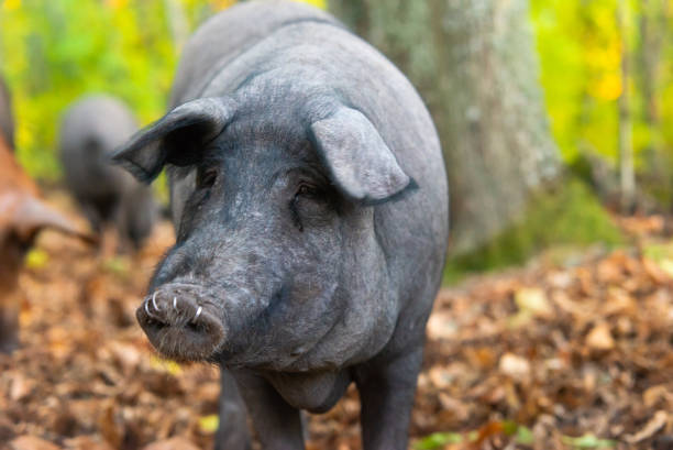 z bliska portret świni iberykańskiej - serrano chilli pepper meat ham spain zdjęcia i obrazy z banku zdjęć