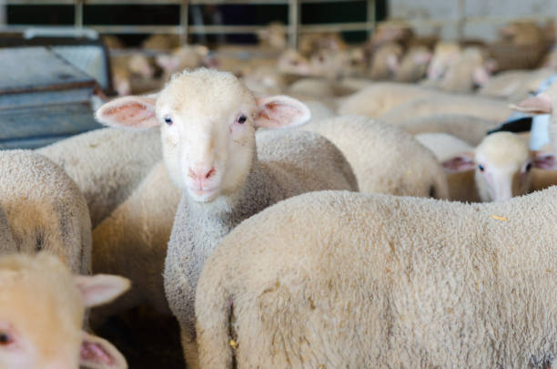 little Sheeps on the rural farm with copy space for text