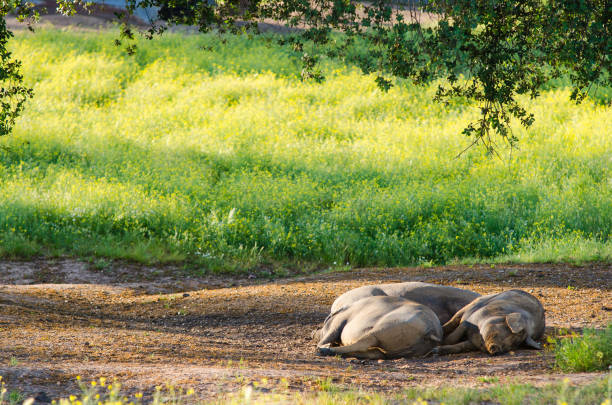 pigs resting in the shade of a tree