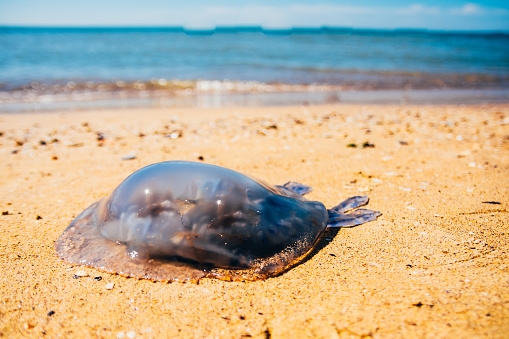 dead Rhopilema nomadica jellyfish at the sand beach