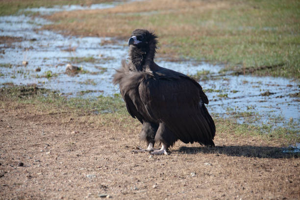 istock Mongolian Black Cinereous Vulture or Aegypius monachus 1193196159