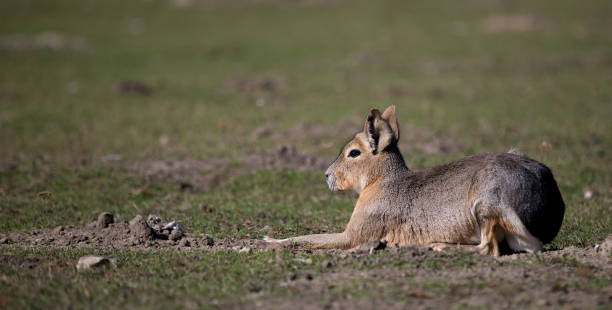 Dolichotis patagonum (Patagonian Mara)