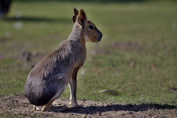 Dolichotis patagonum (Patagonian Mara)