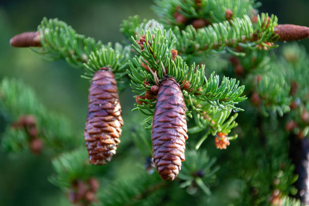 Siberian cedar cone on the branch with bright green needles stock photo