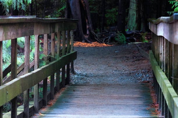 istock Wooden bridge in rainforest.Forest bridge view. 1193196963
