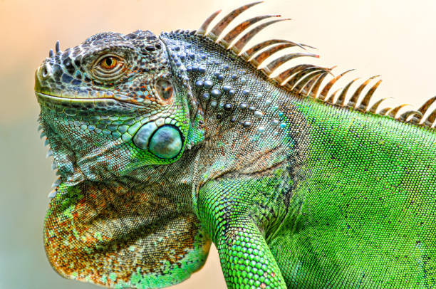 istock A big iguana lizard on green background. 1193197648