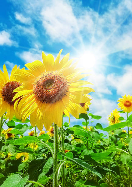 подсолнух - sunflower field single flower flower стоковые фото и изображения