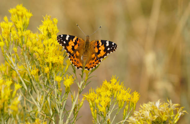 istock A Butterfly Playing in the Flowers 1193202583