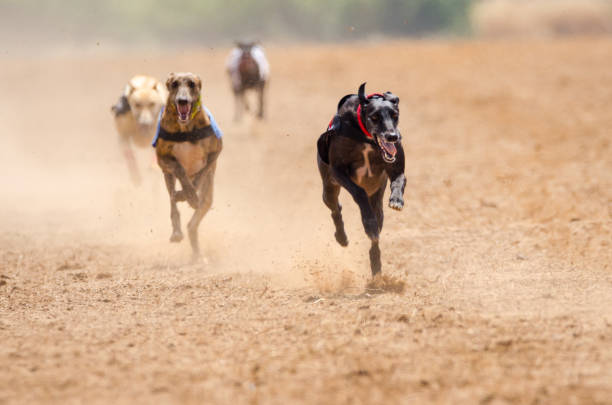 istock Greyhound at full speed during a race 1193203436
