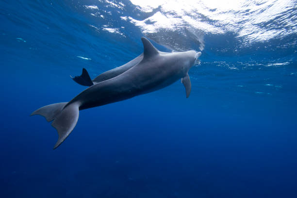 istock Parent and child dolphins 1193205526