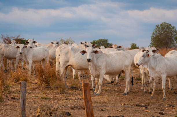 istock cattle farm in central Brazil 1193206965