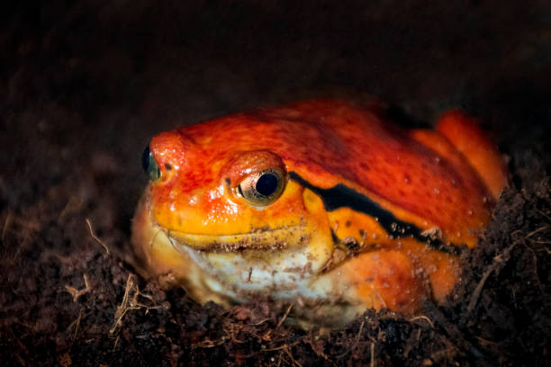 Tomato Frog Close-up of Tomato frog on land. This species is endemic to Madagascar. anura stock pictures, royalty-free photos & images
