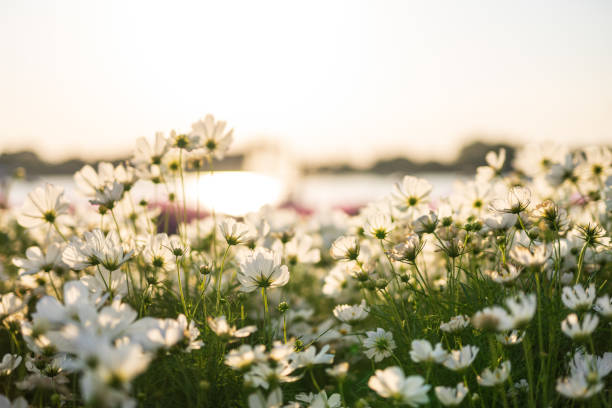 istock Beautiful white flowers with sunset light 1193208533