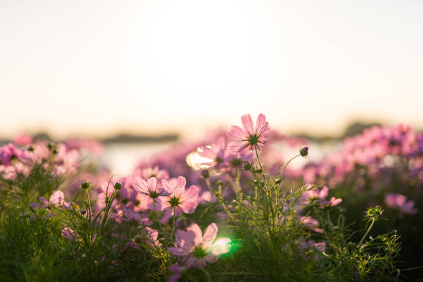 istock Beautiful pink flowers with sunset light 1193208544