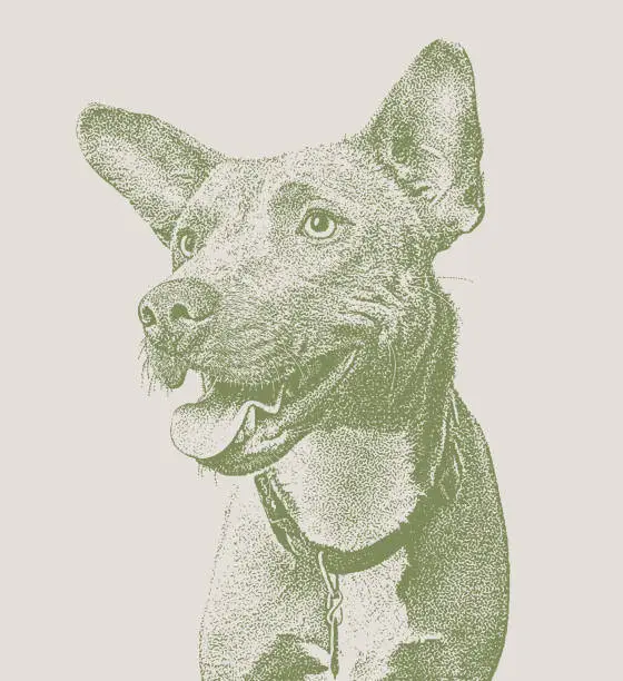 Vector illustration of Blue Heeler, Border Collie, mixed breed dog mixed breed dog in animal shelter, hoping to be adopted