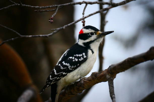 pic chevelu mâle sur une blanche d'arbre sans feuillage - picoides villosus photos et images de collection