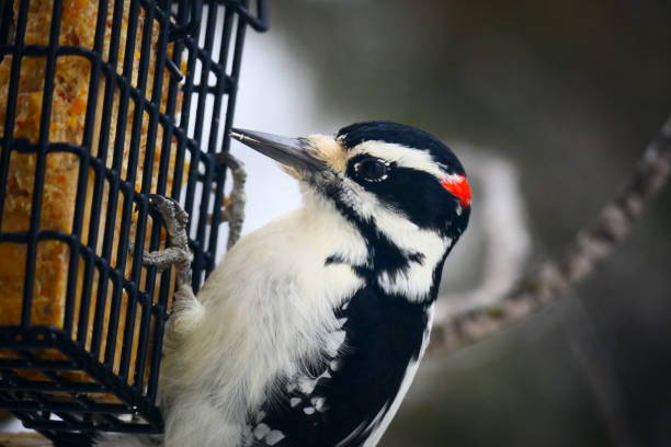 istock Hairy woodpecker perched on a tallow feeder in close-up 1193209504