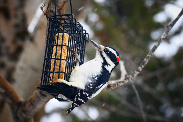 istock Hairy woodpecker perched on a tallow feeder in close-up 1193209505