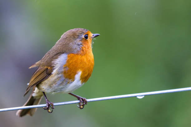 istock Robin bird in the Scottish Highlands 1193209528