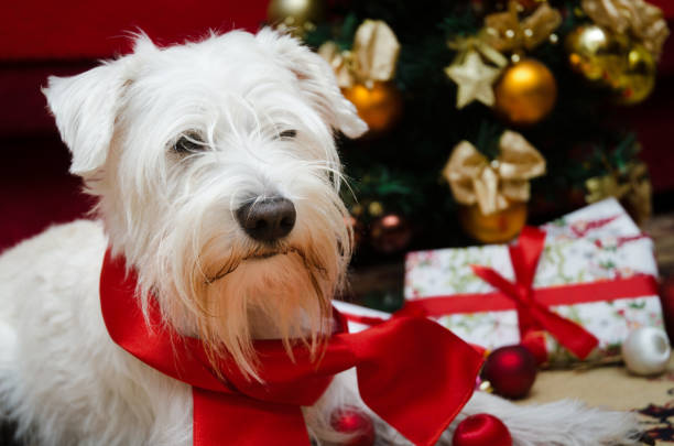 istock Dog with Christmas gifts 1193209574