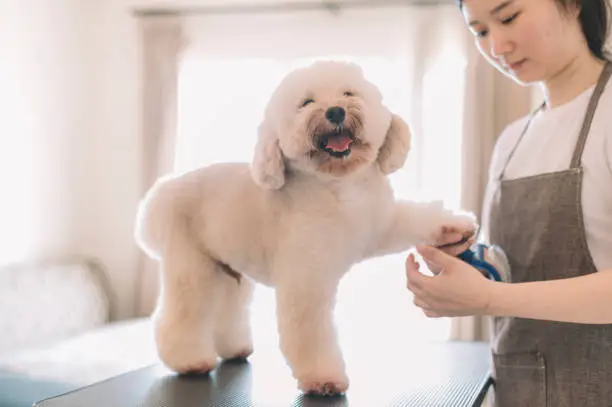 Photo of an asian chinese female pet groomer using animal brush to clean up and grooming a toy poodle