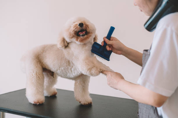 an asian chinese female pet groomer using animal brush to clean up and grooming a toy poodle an asian chinese female pet groomer using animal brush to clean up and grooming a toy poodle dog grooming stock pictures, royalty-free photos & images