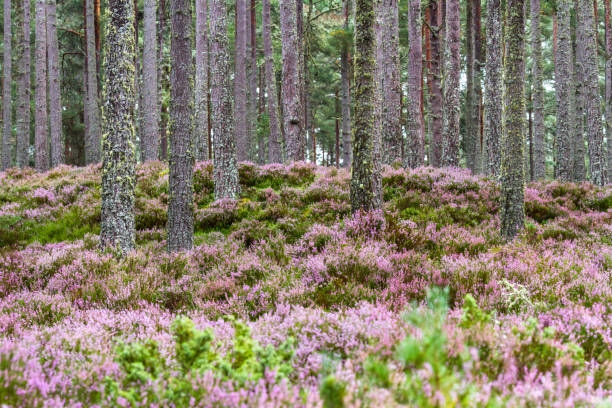 Tall trees in the Scottish Highlands with heather adding a purple hue to the scene