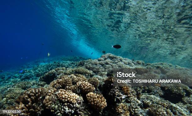 Beautiful Coral Reef Stock Photo - Download Image Now - Animal Wildlife, Aquatic Organism, Atoll