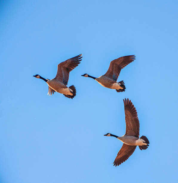 istock Canadian Goose Flying 1193210415
