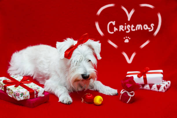 istock Dog with Christmas gifts 1193210633