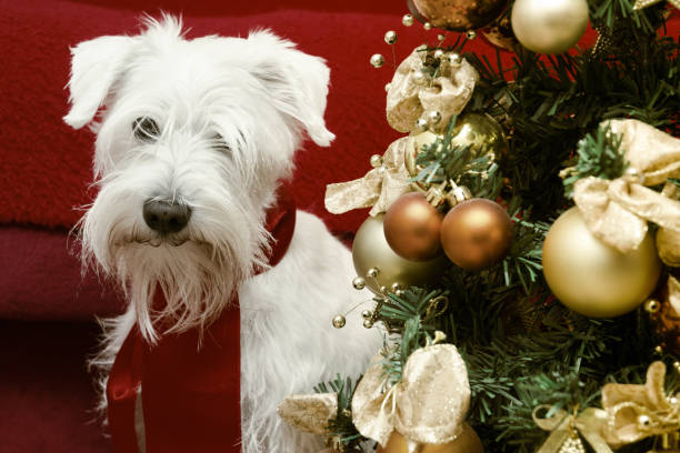 istock Dog with Christmas gifts 1193211679
