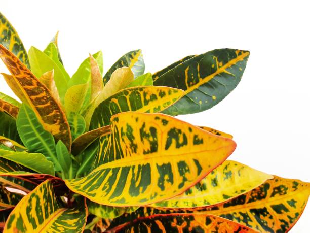 istock Codiaeum variegatum isolated on with background with copy space. 1193212654