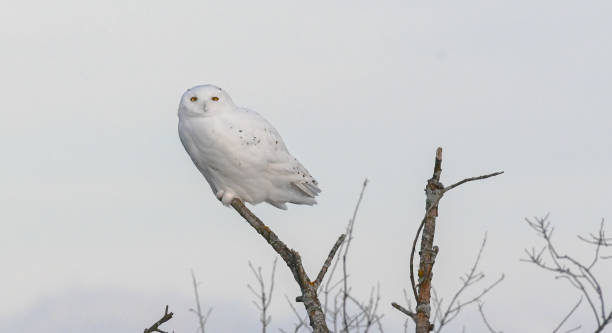 istock Majestic Male snow owl perched on a small branch 1193212844