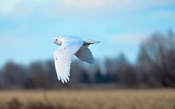 istock Male snowy owl flying on a blue background 1193212866