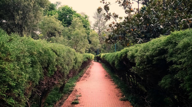 beautiful view of lalbagh botanical garden in bangalore, karnataka, india - lalbagh imagens e fotografias de stock