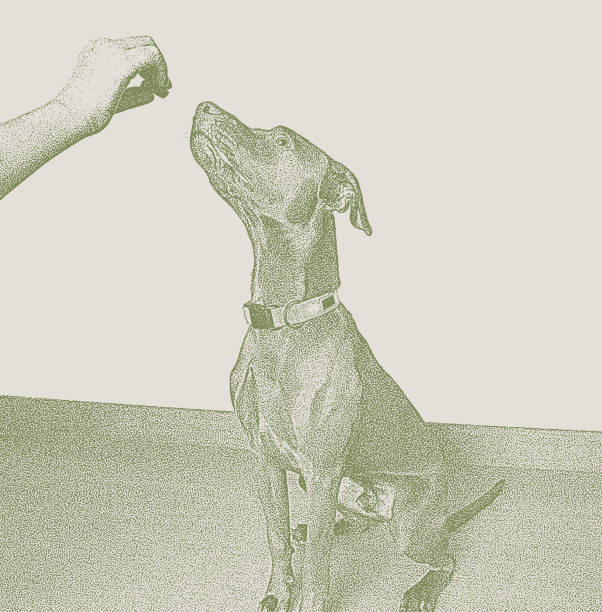 Chocolate Labrador Retriever, Vizsla Mixed-Breed dog in obedience training