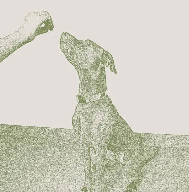 Vector illustration of Chocolate Labrador Retriever, Vizsla Mixed-Breed dog in obedience training